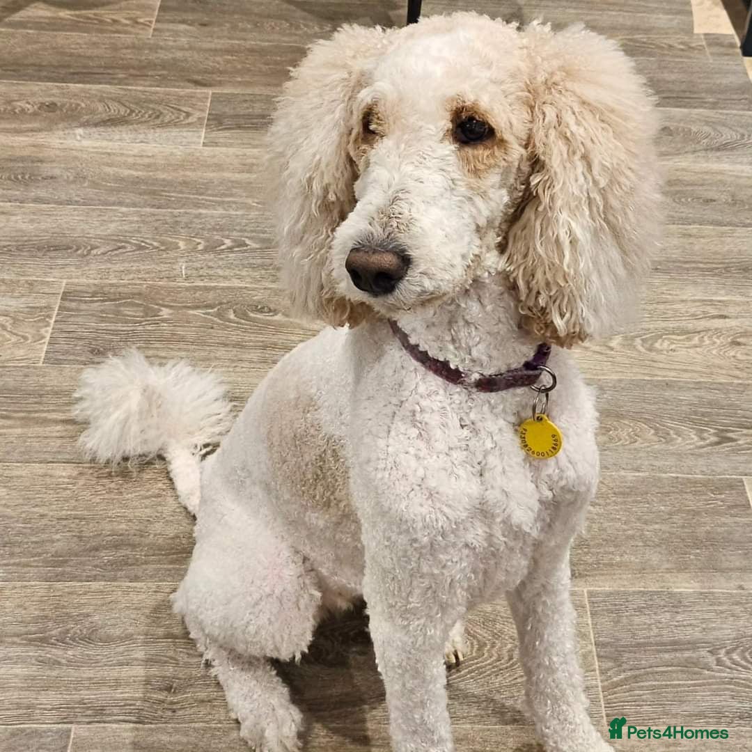 Labradoodle dogs for sale: Gorgeous Red Labradoodles- F3B - Advert 2