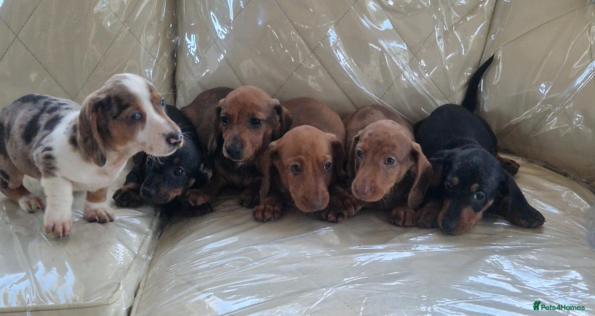 Miniature Dachshund dogs 🐕🐕6 adorable miniature dashund puppies 🐕🐕 - Advert 1