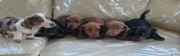 Miniature Dachshund dogs for sale: 🐕🐕6 adorable miniature dashund puppies 🐕🐕 - Advert 1