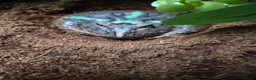 Frog reptiles for sale: Pacman frog and full set up in Saltash - Advert 2