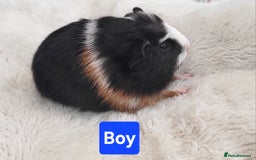 Guinea Pig rodents for sale: 5 Beautiful Baby Guinea pigs for sale  - Image 7