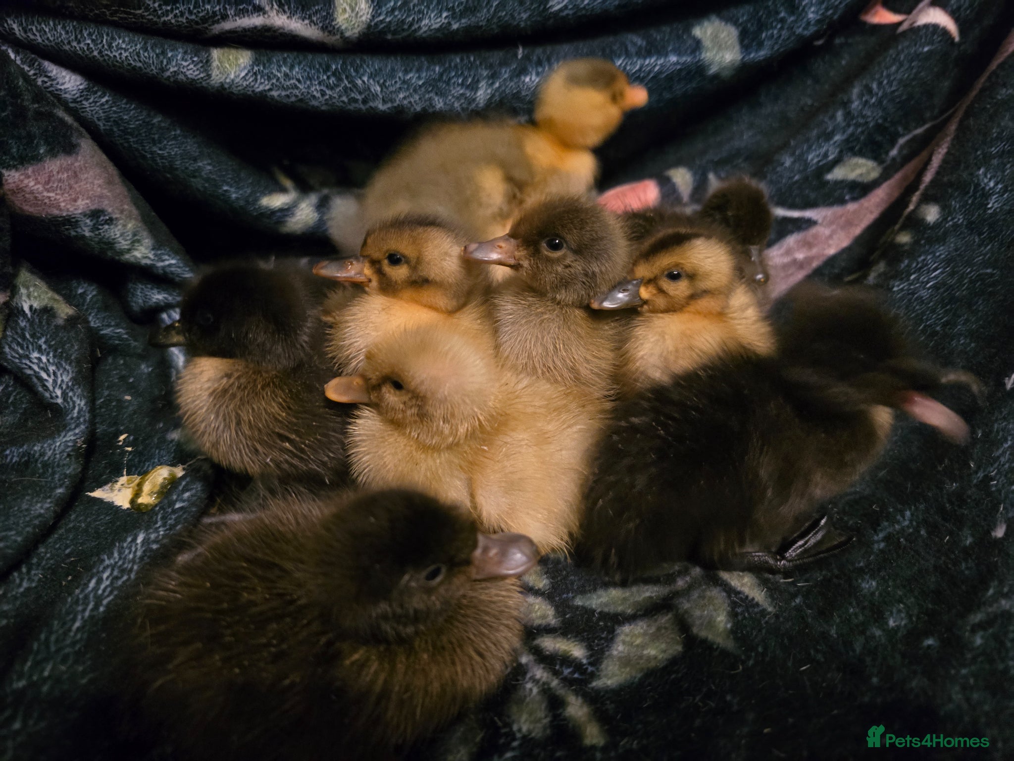 Ducks poultry Indian Runner Ducklings - Advert 2