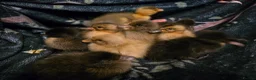 Ducks poultry for sale: Indian Runner Ducklings - Advert 2