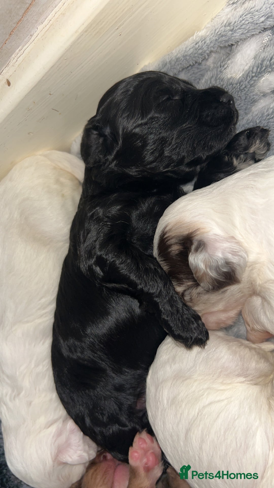 Cockapoo dogs for sale: Multi-Gen Cockapoo Puppies for sale.  - Image 11