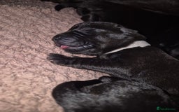 Mixed Breed dogs for sale: Staffador puppies - Image 1