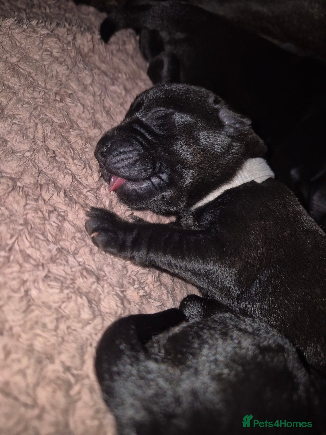 Mixed Breed dogs for sale: Staffador puppies - Image 1
