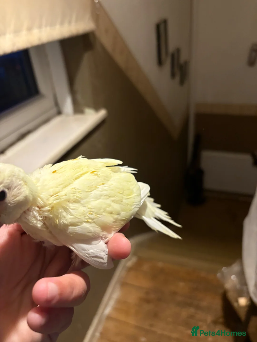 Parakeets birds for sale: Hand reared hand tame kakariki - Advert 2
