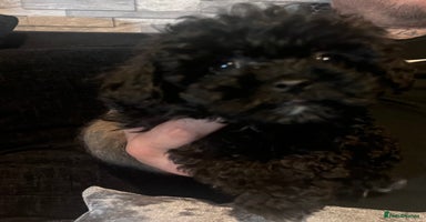 Yorkiepoo dogs - Advert 1