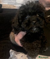 Yorkiepoo dogs - Advert 1