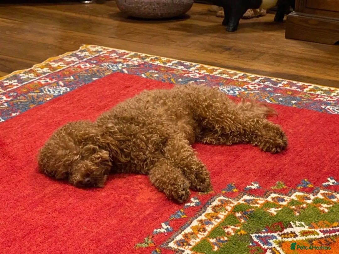 Toy Poodle dogs for stud: AT STUD KC REG TOY POODLE JAM  CLEAR DNA TESTS in High Wycombe - Advert 5