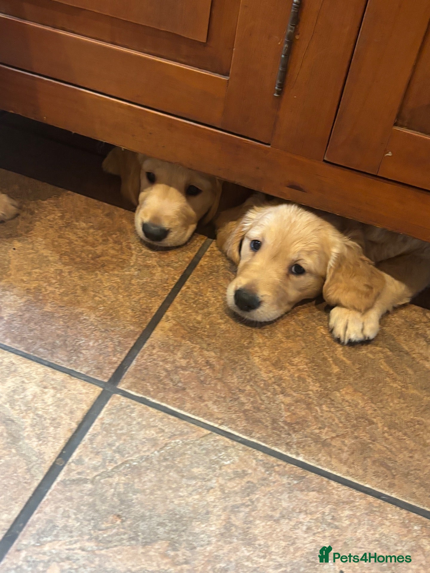Golden Retriever dogs KC Registered Golden Retriever Puppies - Advert 2