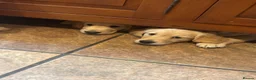 Golden Retriever dogs for sale: KC Registered Golden Retriever Puppies - Advert 7