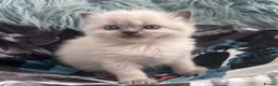Ragdoll cats for sale: New Adorable and very fluffy pure Ragdoll kittens  - Advert 14