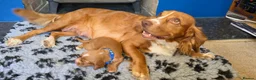 Cocker Spaniel dogs for sale: Cocker spaniel puppies kc registered  in Pulborough - Advert 7