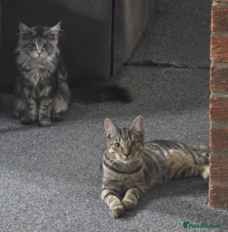 Bengal cats Bengal male very playfull and frindly - Advert 1