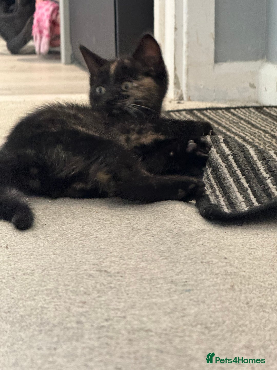 RagaMuffin cats for sale: Ragamuffin kittens  - Image 19