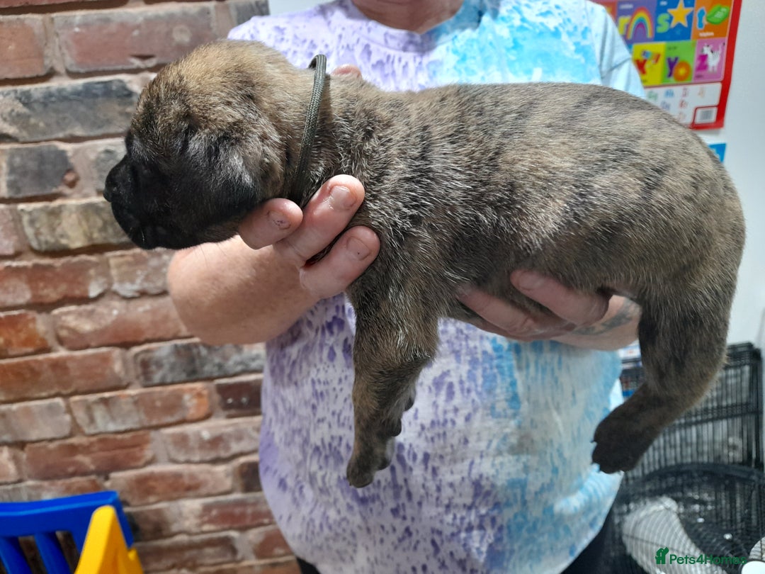 Presa Canario dogs for sale: Presa canario puppies - Image 5