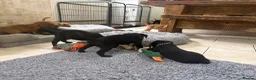 Labrador Retriever dogs for sale: Health Tested IGL Champion Bred Labrador Puppies  - Advert 7