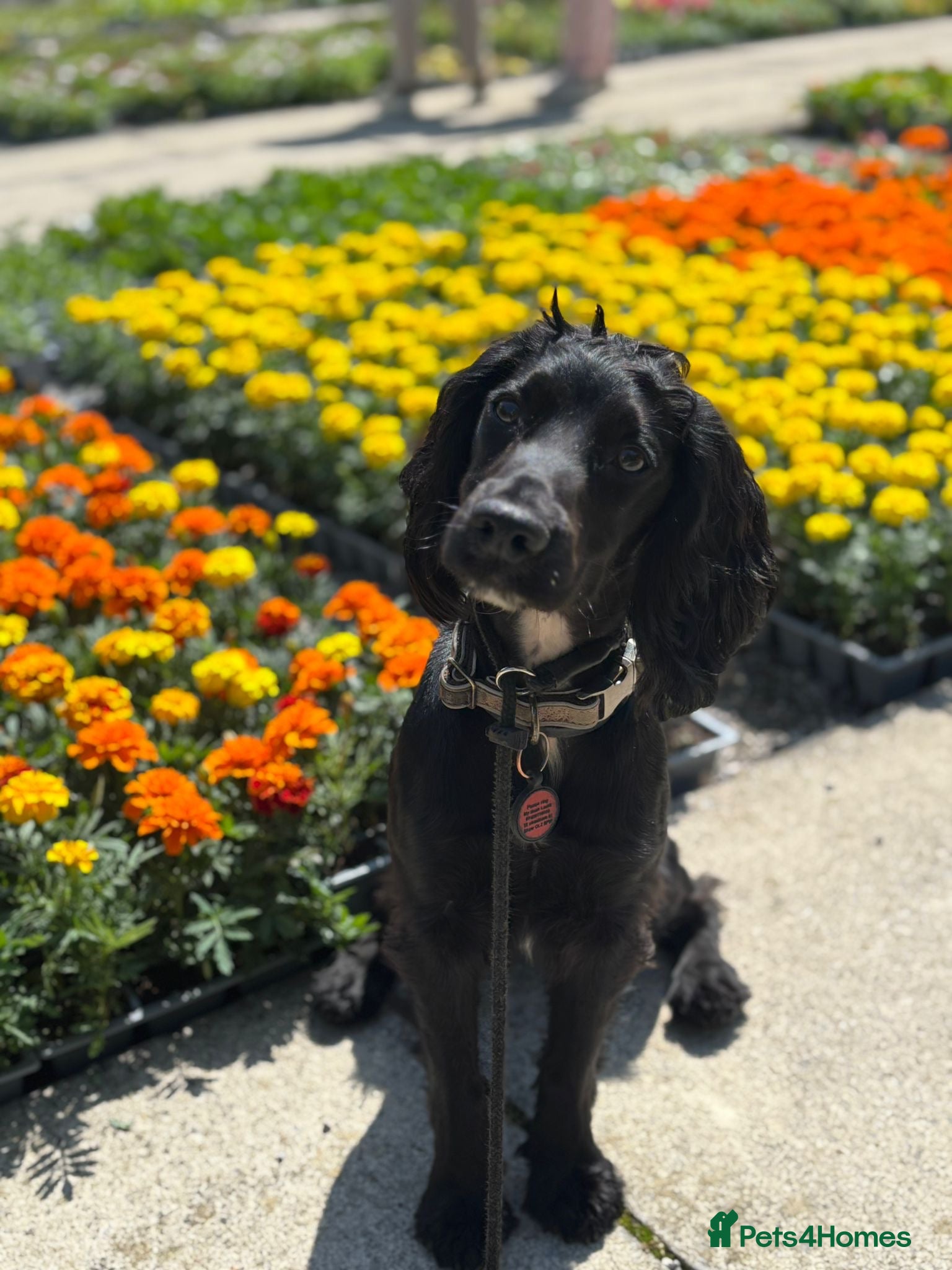 Cocker Spaniel dogs Cocker spaniel puppies due 13th February  - Advert 1