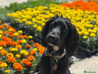 Cocker Spaniel dogs Cocker spaniel puppies due 13th February - Advert 1