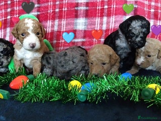 Cockapoo dogs - Advert 1