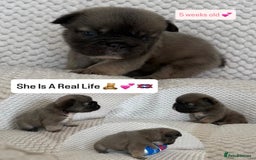 French Bulldog dogs for sale: Visual fluffy rope French bulldog puppies - Image 3