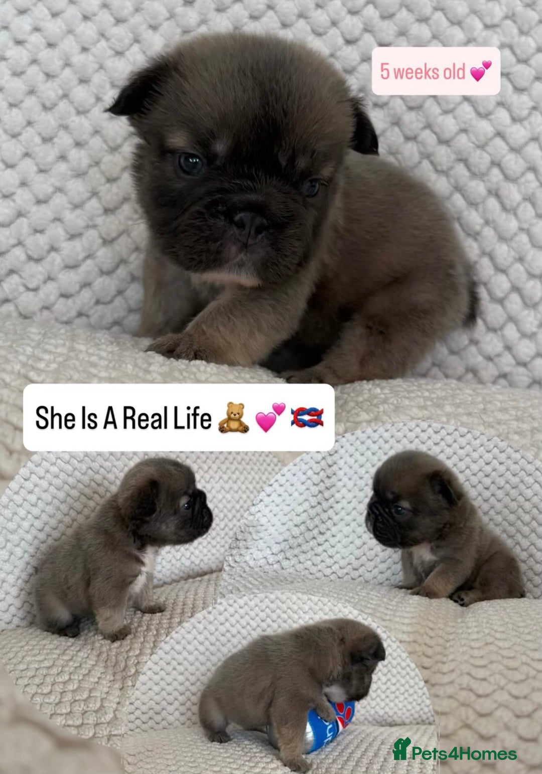 French Bulldog dogs for sale: Visual fluffy rope French bulldog puppies - Image 3