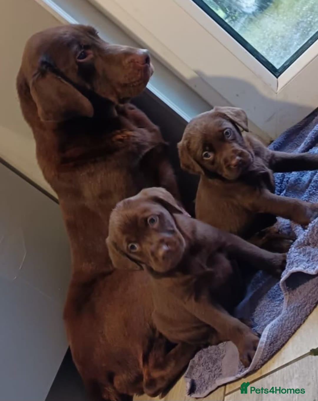 Labrador Retriever dogs for sale: STUNNING CHOCOLATE LABRADOR HEALTH CHECKED - Advert 3