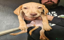 Labrador Retriever dogs for sale: REDUCED PRICE! READY NOW! - Image 1