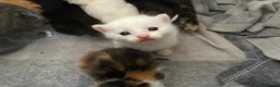 Mixed Breed cats for sale: Adorable kittens looking for forever homes - Advert 17