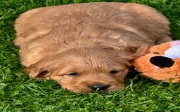 Golden Retriever dogs for sale: Golden retriever one beautiful male lovely puppy - Image 6