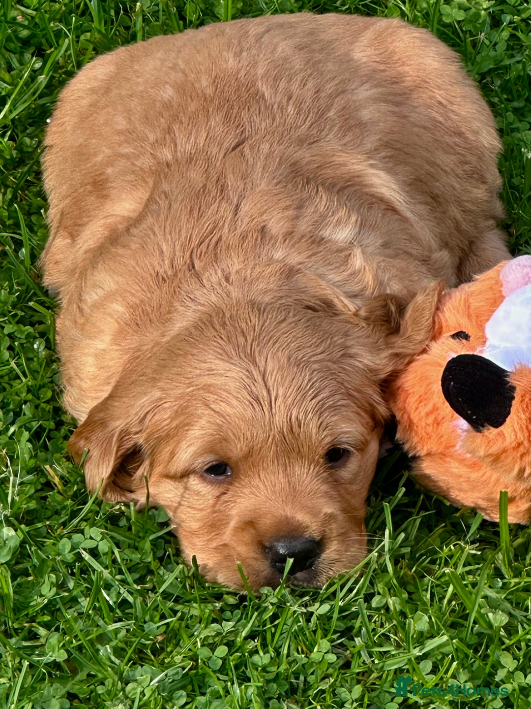 Golden Retriever dogs for sale: Golden retriever one beautiful male lovely puppy - Image 6
