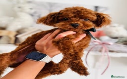 Toy Poodle dogs for sale: 🧸Tiny Exquisite Asian Poodle Boy🧸 - Image 3