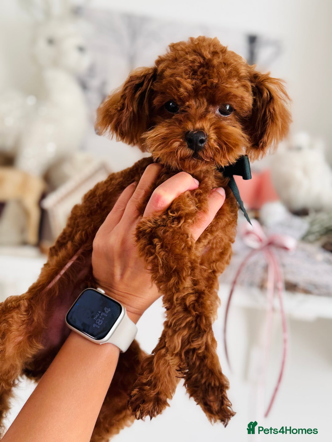 Toy Poodle dogs for sale: 🧸Tiny Exquisite Asian Poodle Boy🧸 - Image 3