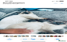 Ragdoll cats for stud: 🩵stormzy boy 🩵 - Image 3