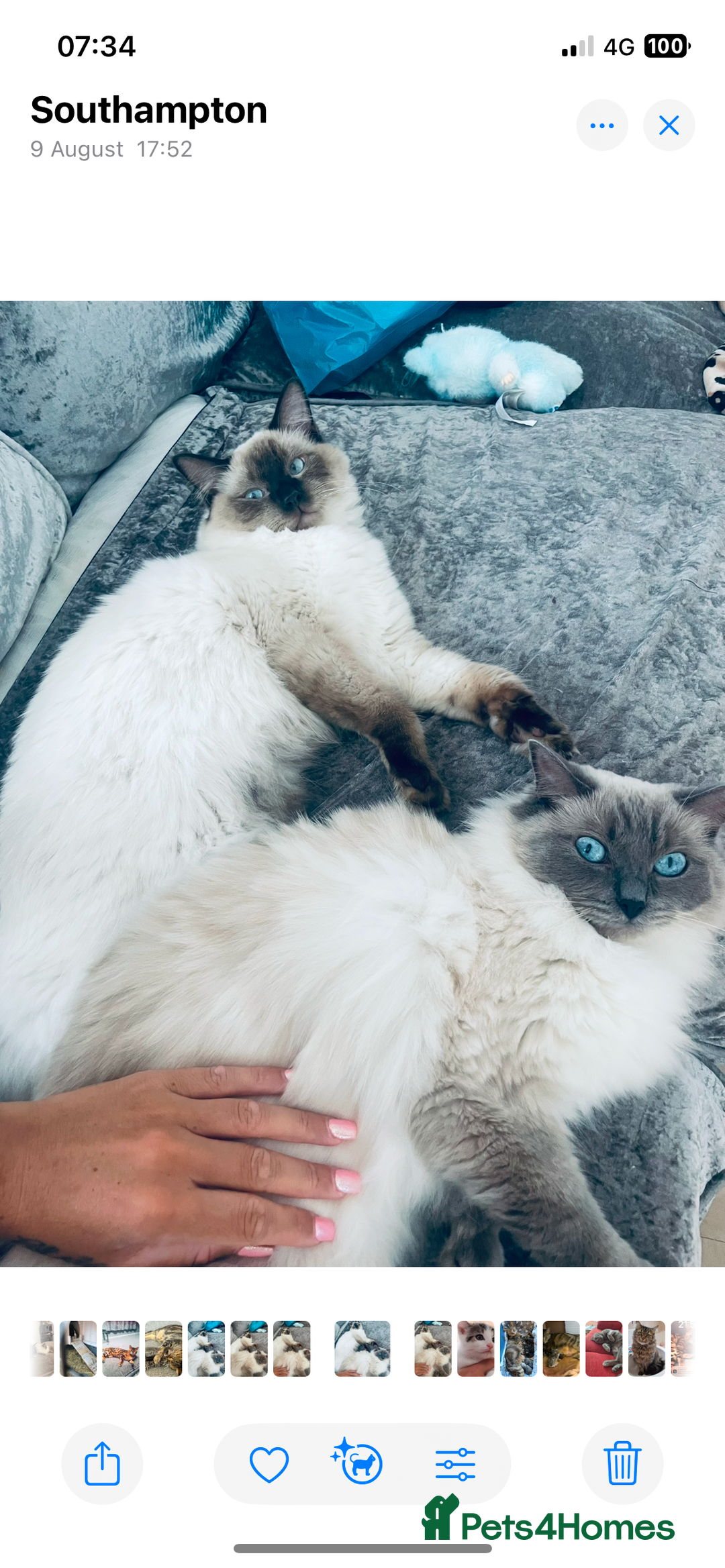 Ragdoll cats for stud: 🩵stormzy boy 🩵 - Image 3