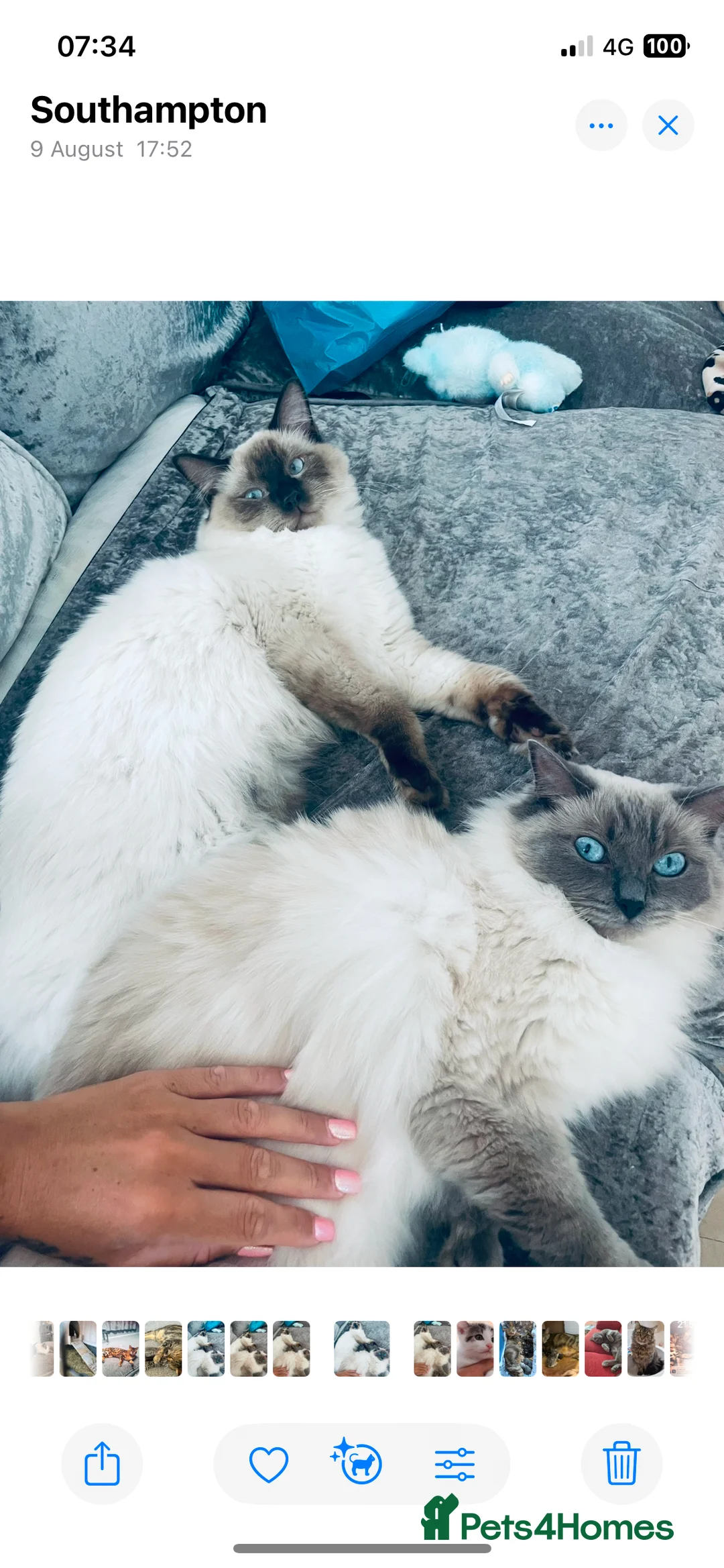 Ragdoll cats for stud: 🩵stormzy boy 🩵 - Advert 3