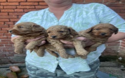 Labradoodle dogs for sale: Quality F1b Miniature Labradoodle - Image 1