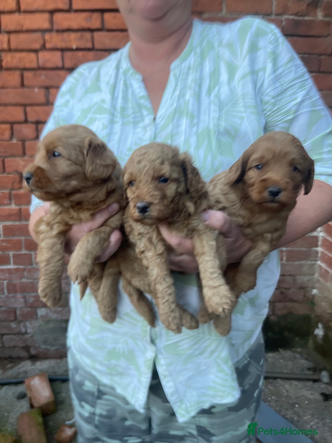 Labradoodle dogs for sale: Quality F1b Miniature Labradoodle - Image 1
