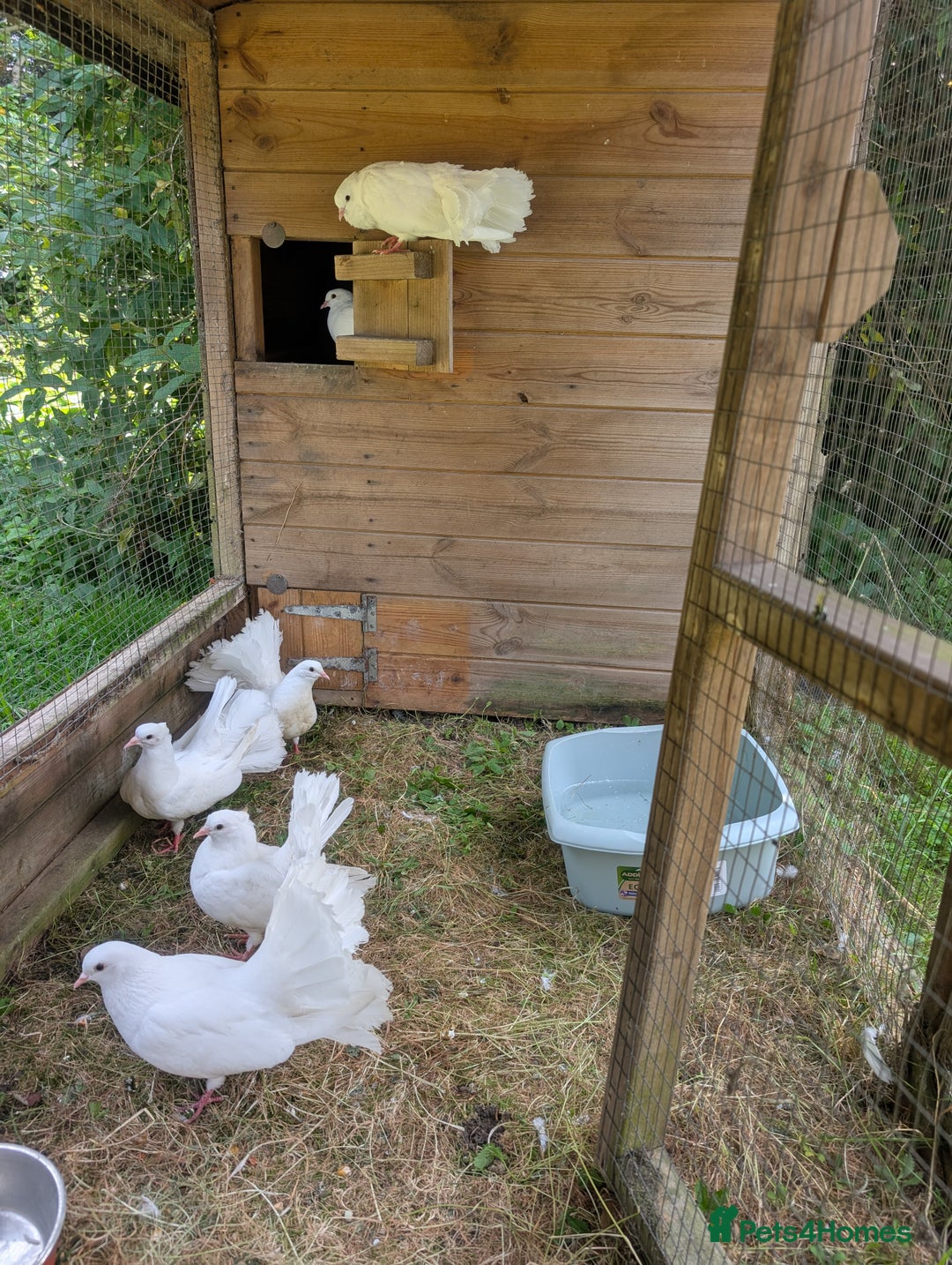 Pigeons birds for sale: Beautiful Pure White Fantail Doves  - Advert 4