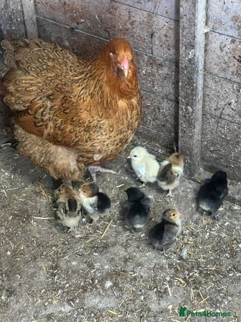 Chickens poultry - Advert 3