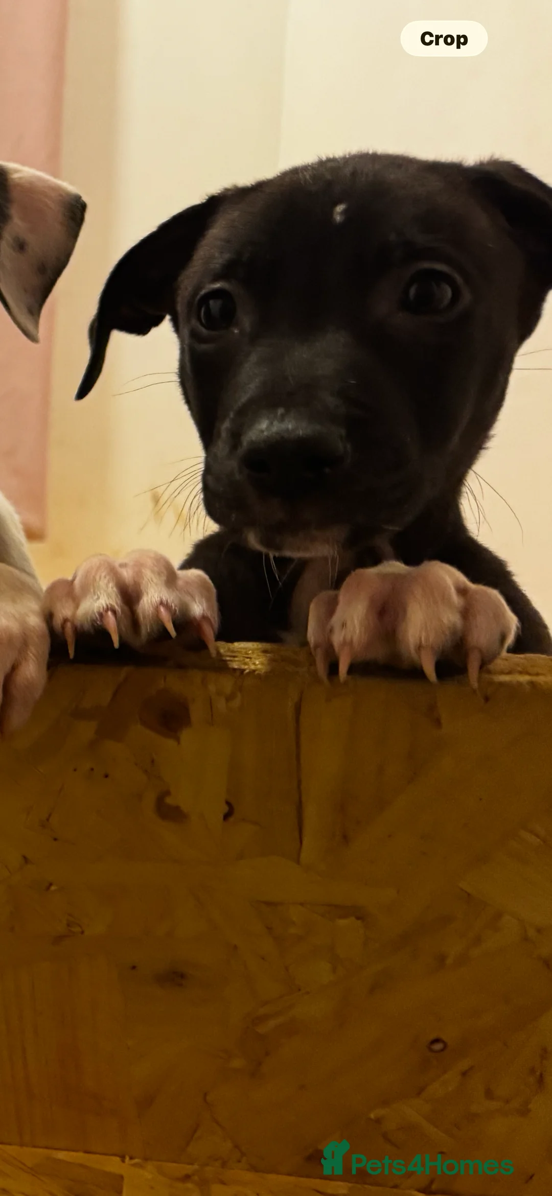 Lurcher dogs for sale: Bull greyhound pups - Advert 9