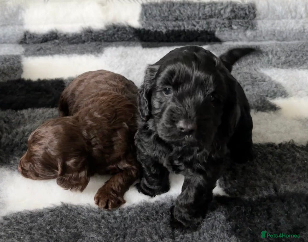 Cockapoo dogs Stunning F1 Cockapoos  - Advert 2