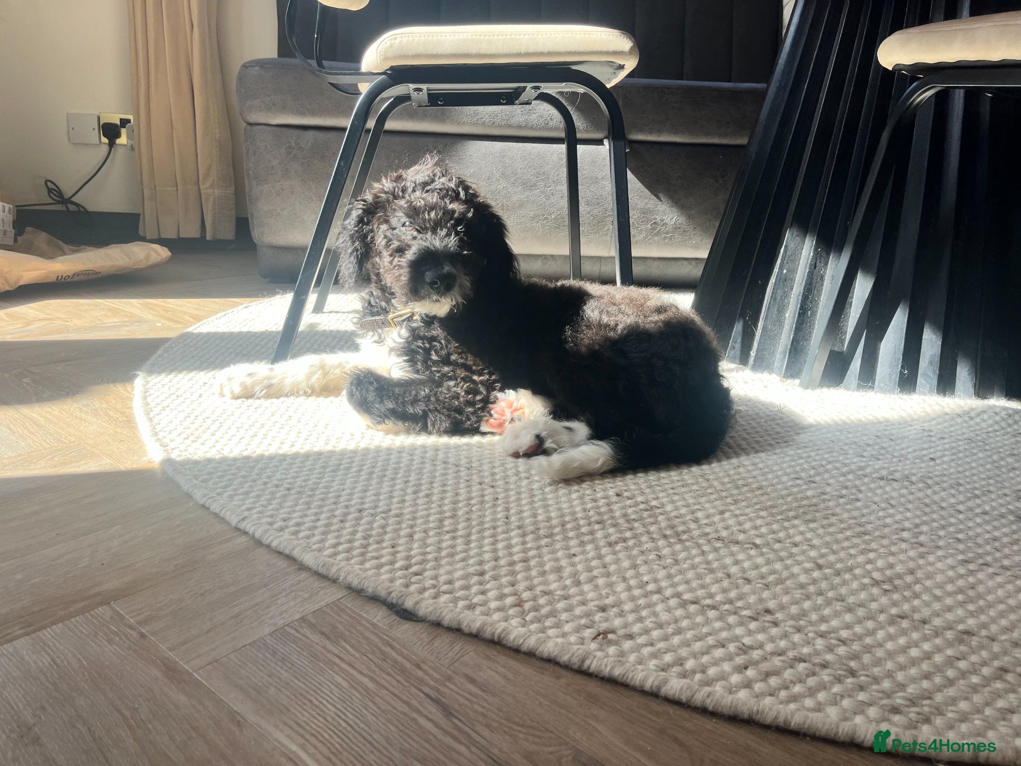 Mixed Breed dogs for sale: Handsome 6‑Month‑Old Bordoodle/Colliepoo Puppy in Exeter - Advert 5