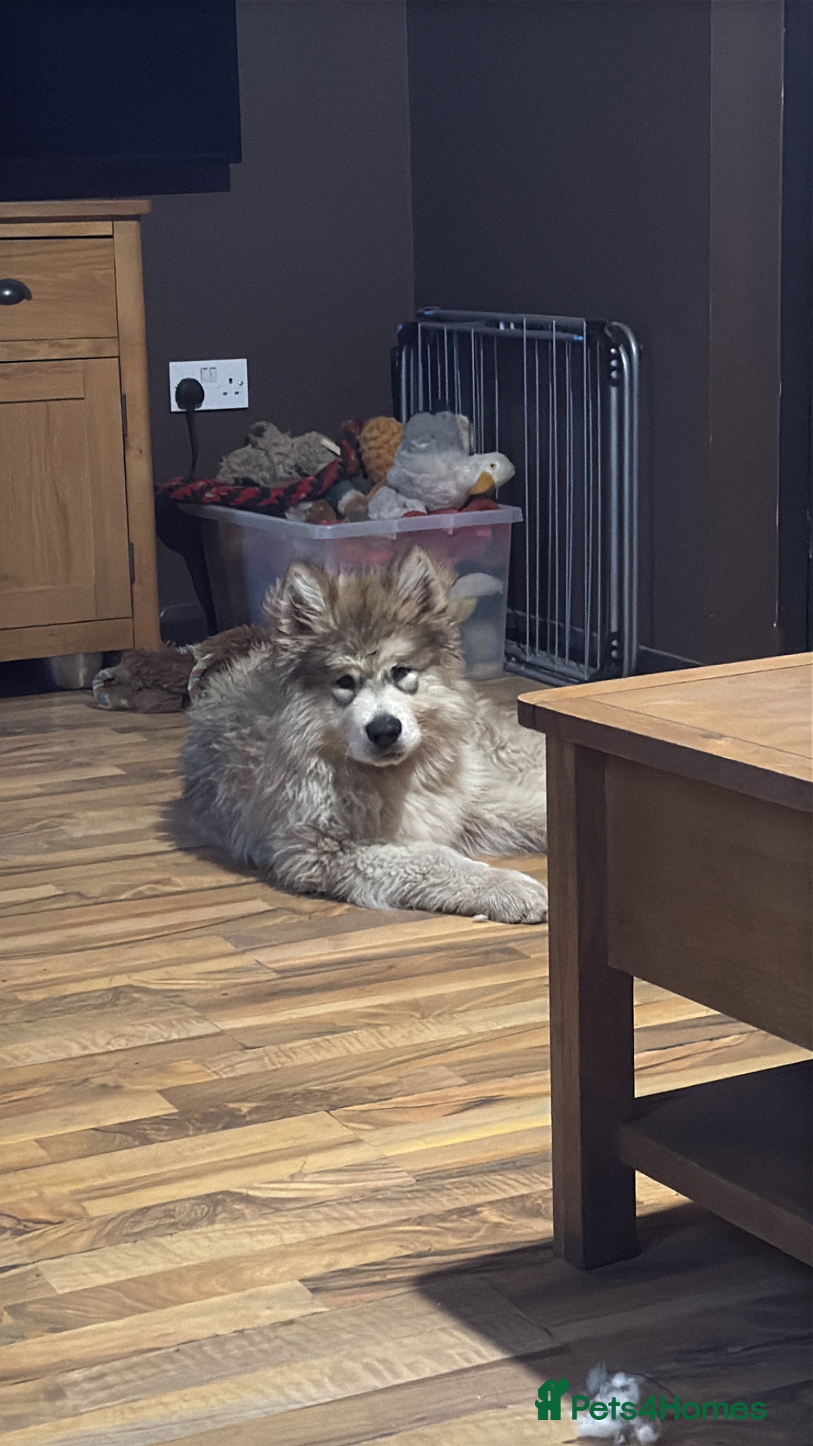 Alaskan Malamute dogs for sale: Alaskan malamute 1 male puppy  - Advert 2