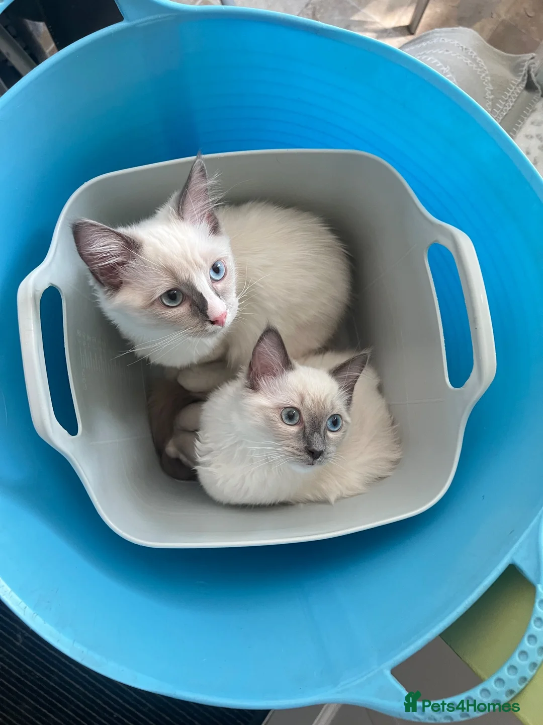 Ragdoll cats for sale: Male ragdoll - Advert 1