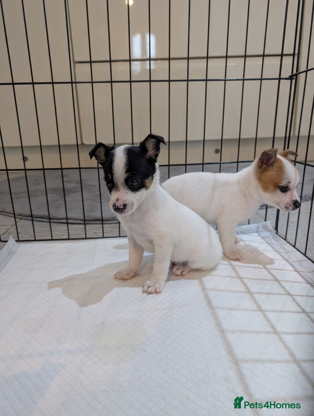 Jack Russell dogs for sale: Gorgeous miniature Jack Russell puppies  - Image 4