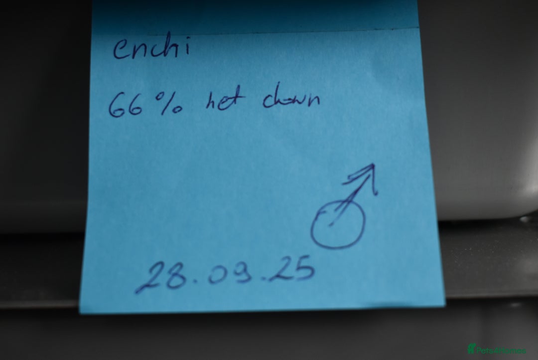 Python Snake reptiles for sale: Amazing baby ball pythons - Advert 15