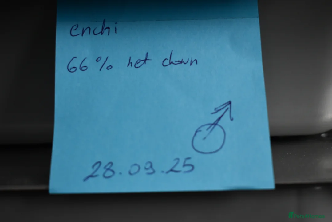 Python Snake reptiles for sale: Amazing baby ball pythons - Advert 15