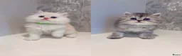 Persian cats for sale: 🐾 Stunning Pure Persian Kittens – Simba & Kovu 🐾 - Advert 4